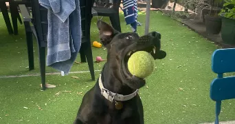 julia pet sitter à FONTAINEBLEAU 77300