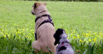 evaelle pet sitter à ST PIERRE D ENTREMONT 73670