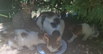 coralie pet sitter à NEMOURS 77140_7