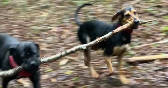 severine pet sitter à TERRASSON LAVILLEDIEU 24120_6