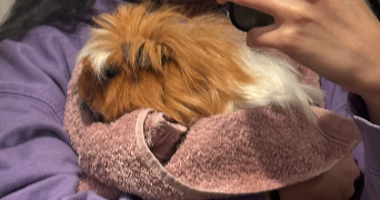 israe pet sitter à BOURGES 18000_4