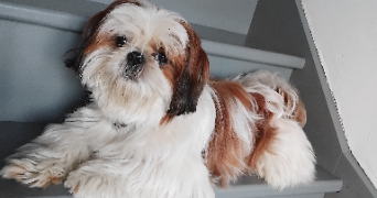 christine  pet sitter à POUZAY 37800_16