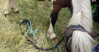 adriana pet sitter à SARAN 45770_4