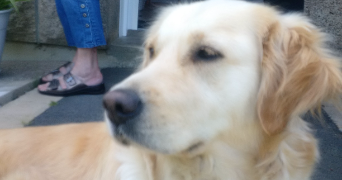 léa pet sitter à GUIDEL 56520_1
