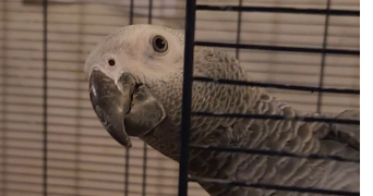 maia pet sitter à SEYSSINET PARISET 38170_5