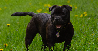 karolina pet sitter à PARIS 17 75017_4
