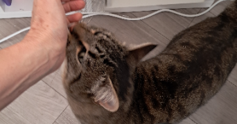 gomez pet sitter à MARSEILLE 12 13012_5