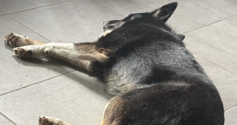 valentine pet sitter à ST LEGER LA MONTAGNE 87340_2