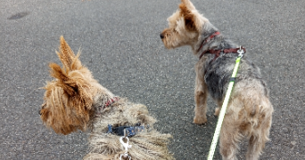 mignellie pet sitter à PAU 64000_8