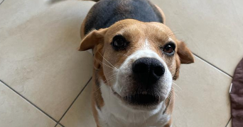 houda dog sitter à NICE 06200_4