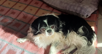 blandine pet sitter à MONETEAU 89470_2