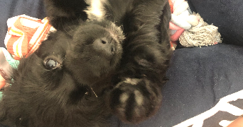 mohana pet sitter à POITIERS 86000_2