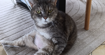 Élodie  pet sitter à HUEST 27930_0