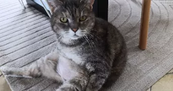 Élodie  pet sitter à HUEST 27930