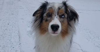 alexandre pet sitter à VILLARD BONNOT 38190_2