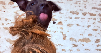alexandra pet sitter à MELUN 77000_1