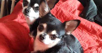 julie pet sitter à MERIGNAC 33700_1
