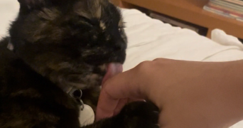 marie pet sitter à PARIS 19 75019_9