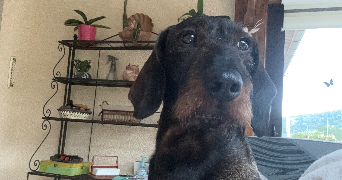 julie pet sitter à ORNANS 25290_4