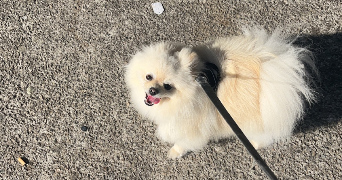 mayleen pet sitter à LANDUNVEZ 29840_8
