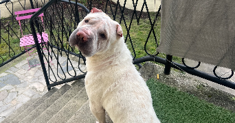 sandra pet sitter à CLAYE SOUILLY 77410_5