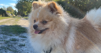 cassandra pet sitter à MARCHEPRIME 33380_4