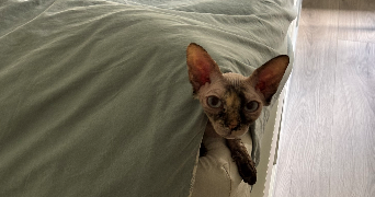 lisa pet sitter à LYON 07 69007_4