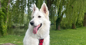 rachel pet sitter à AUDINCOURT 25400_2
