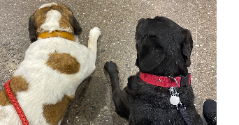 abby pet sitter à MONTPELLIER 34000_3