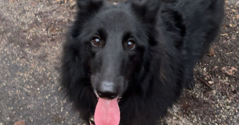 chloe pet sitter à LA ROQUE BAIGNARD 14340_3