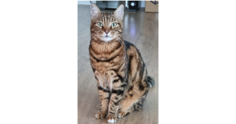 cécilia pet sitter à RENNES 35000_8