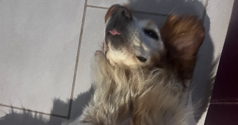 léo pet sitter à LAYRAC 47390_1