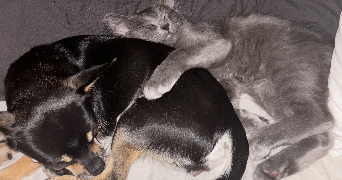béryl pet sitter à TOULOUSE 31100_4