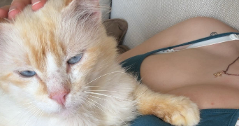 méline pet sitter à BREST 29200_1