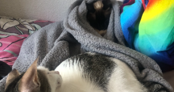 bastien pet sitter à CAEN 14000_2