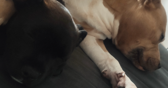 sabrina pet sitter à BROU SUR CHANTEREINE 77177_3