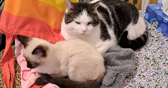 axelle cat sitter à TOULOUSE 31200_1