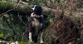 sophie pet sitter à QUIMPER 29000_1