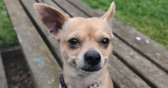 julia pet sitter à DOUCHY LES MINES 59282_1