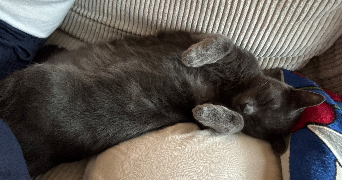 emma cat sitter à IVRY SUR SEINE 94200_4