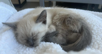 violette pet sitter à RENNES 35000_4