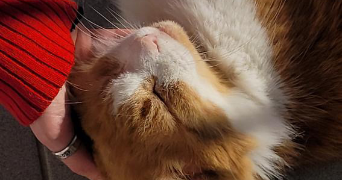 hermine pet sitter à BRON 69500_4