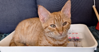 mélanie pet sitter à BREST 29200_4