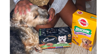ambre pet sitter à LILLE 59800_2