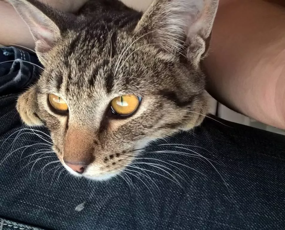 Alex pet sitter à Pringy 74370