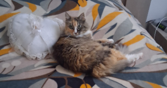 bou pet sitter à GARLIN 64330_3