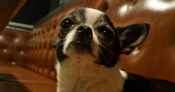 moname pet sitter à BORDEAUX 33000_2