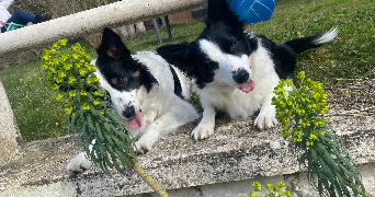 matea pet sitter à DENESTANVILLE 76590_1