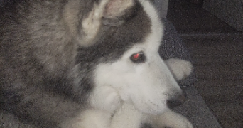 julie pet sitter à MENETROL 63200_3