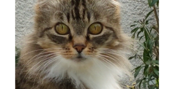 françois pet sitter à VERDUN SUR GARONNE 82600_1